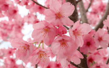 Pohon sakura bermekar di taman Jepang, suasana musim semi 2025.